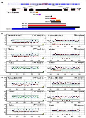 Spectrum of RB1 Germline Mutations and Clinical Features in Unrelated Chinese Patients With Retinoblastoma